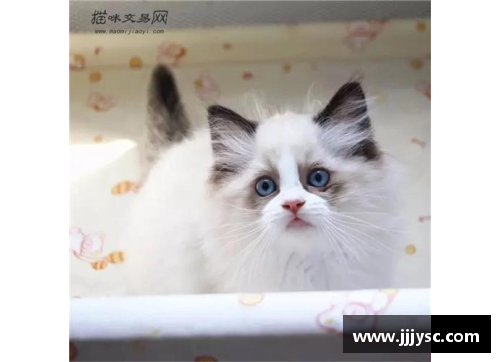 体育明星的布偶猫猫舍：豪华宠物天堂与运动精英的亲密生活
